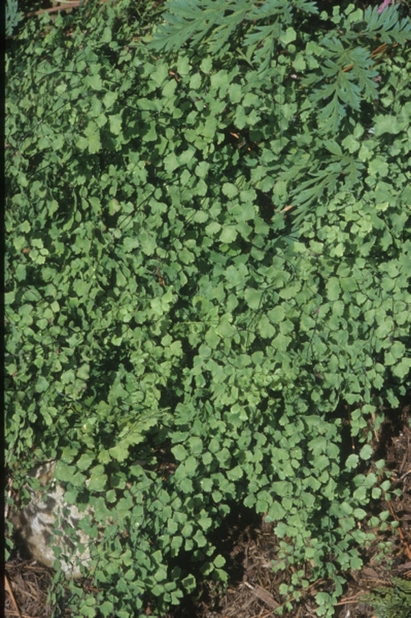 Image of Adiantum capillus-veneris 'Rock Springs'|Juniper Level Botanic Gdn, NC|JLBG
