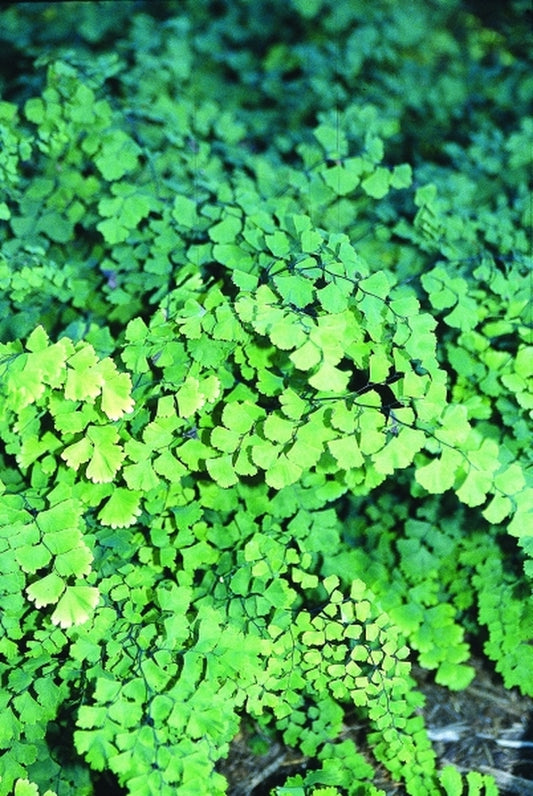 Image of Adiantum capillus-veneris 'Stone Mountain'|Juniper Level Botanic Gdn, NC|JLBG