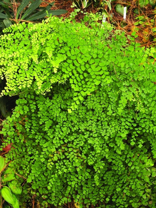 Image of Adiantum lorentzii 'Salta Splendor'|Juniper Level Botanic Gdn, NC|JLBG