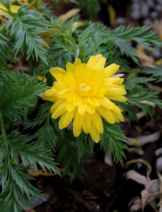 Image of Adonis amurensis 'Hanazono'||