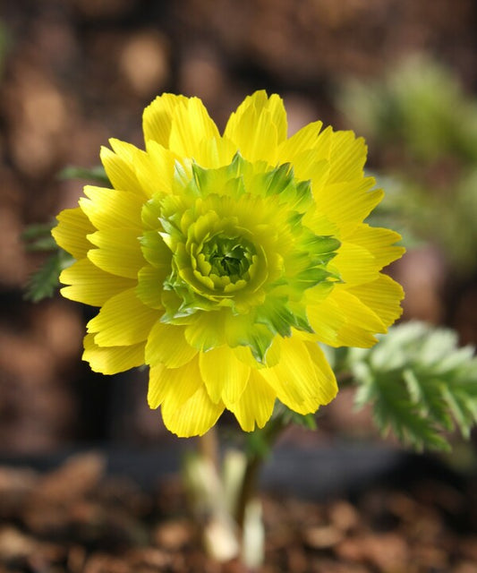 Image of Adonis amurensis 'Pleniflora'||