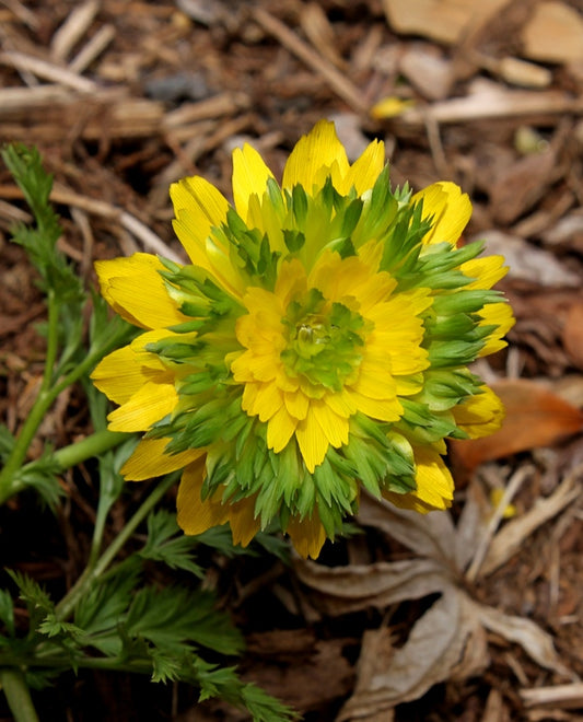 Image of Adonis amurensis 'Sandanzaki'|Juniper Level Botanic Gdn, NC|JLBG