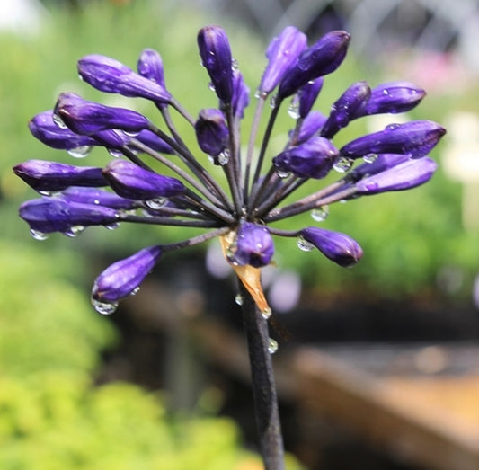 Image of Agapanthus 'Back in Black' PP 16,244||