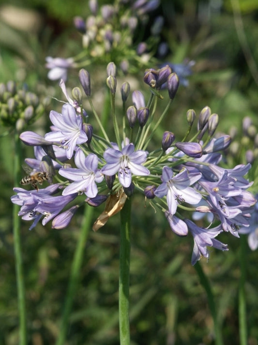 Image of Agapanthus 'Blue Globe'|Juniper Level Botanic Gdn, NC|JLBG