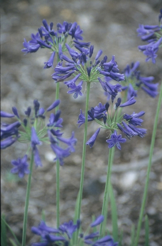 Image of Agapanthus 'Bressingham Blue'|Juniper Level Botanic Gdn, NC|JLBG