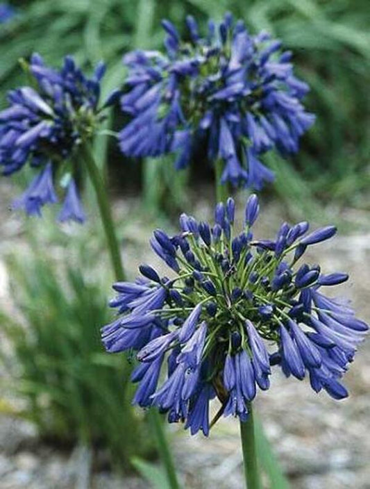Image of Agapanthus 'Elaine'|Juniper Level Botanic Gdn, NC|JLBG