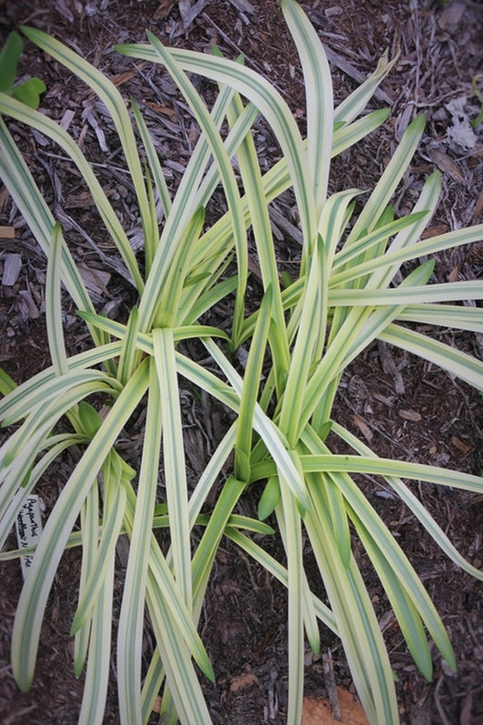 Image of Agapanthus 'Notfred'|Juniper Level Botanic Gdn, NC|JLBG