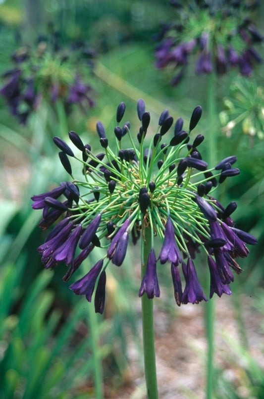Image of Agapanthus inapertus 'Nigrescens'|Juniper Level Botanic Gdn, NC|JLBG