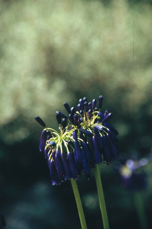 Image of Agapanthus inapertus ssp. pendulus 'Graskop'|Kirstenbosch Botanic Gdn, South Africa|