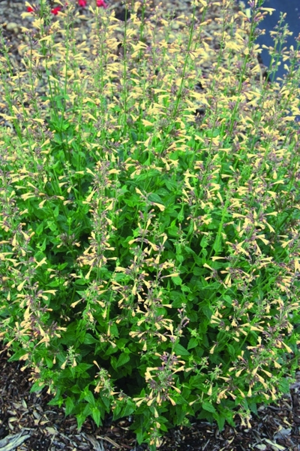 Image of Agastache 'Summer Glow' PP20,980|Juniper Level Botanic Gdn, NC|JLBG