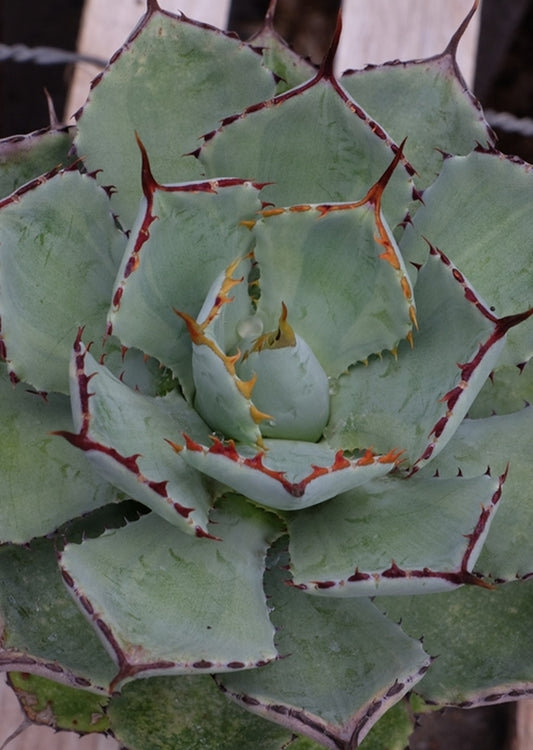 Image of Agave 'Moon Shadow'||