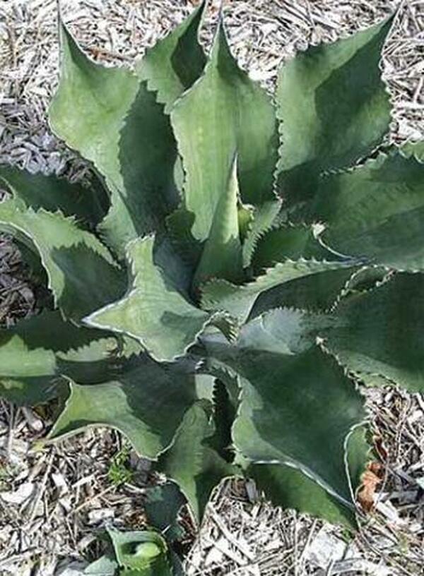 Image of Agave 'Mr. Ripple'|Yucca Do Nursery, TX|C. Schoenfeld
