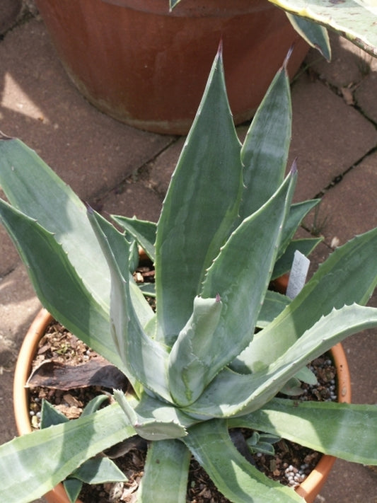 Image of Agave 'Sumifu Ryu Setsukan'|Juniper Level Botanic Gdn, NC|JLBG