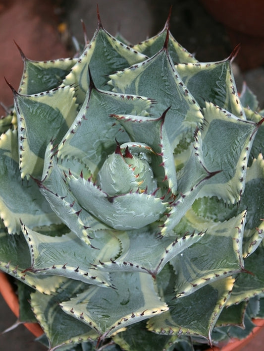 Image of Agave 'Tradewinds'|Juniper Level Botanic Gdn, NC|JLBG