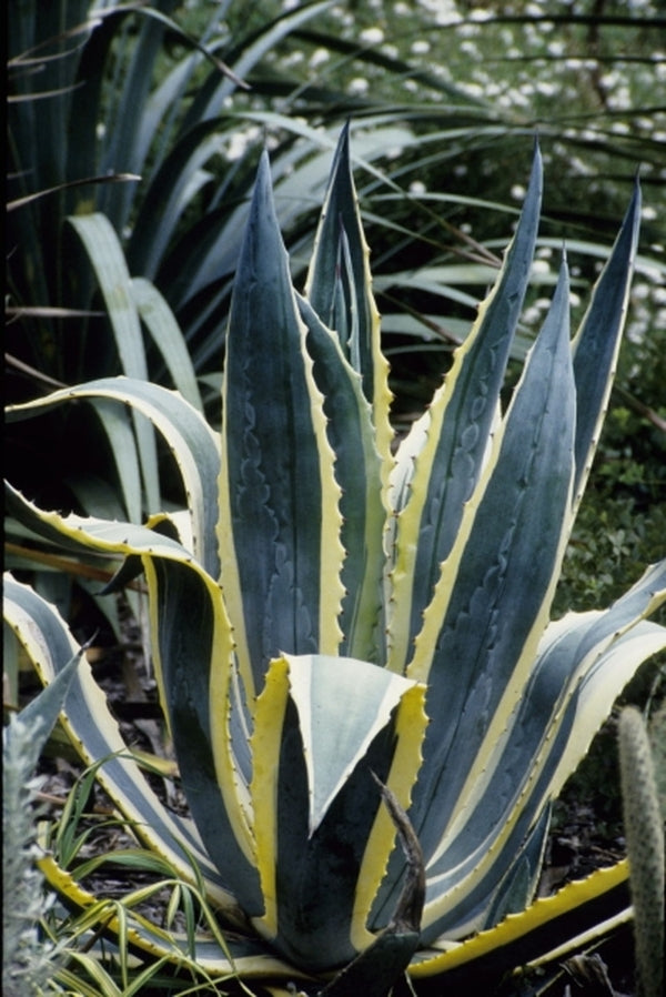 Image of Agave americana 'Opal'|Juniper Level Botanic Gdn, NC|JLBG