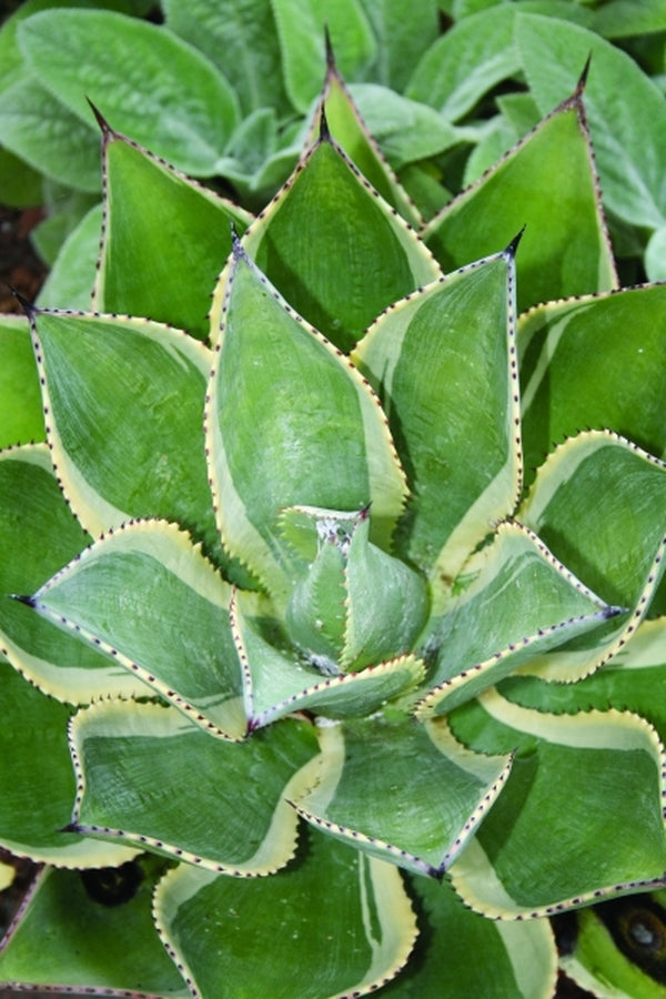 Image of Agave boldinghiana 'cf.' 'Multicolor'taken at Juniper Level Botanic Gdn, NC by JLBG
