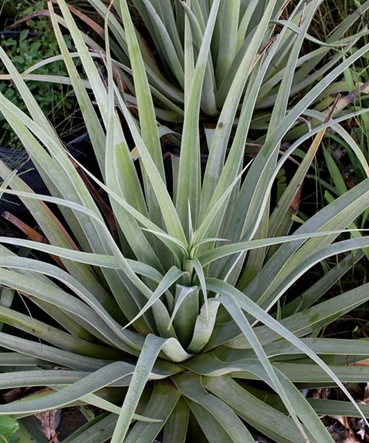 Image of Agave bracteosa 'Calamar'|McNeal Nsy, TX|
