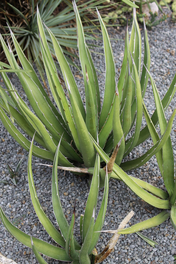 Image of Agave difformis 'Huntington'||