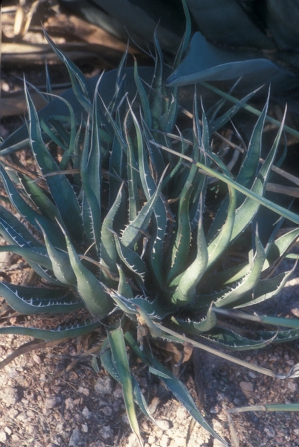 Image of Agave difformis|Desert Botanic Gdn, AZ|