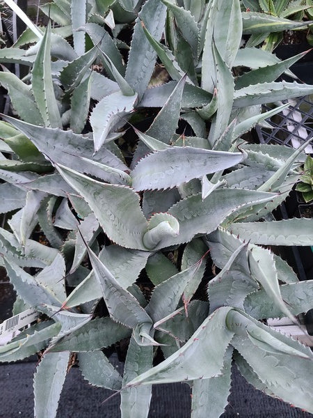 Image of Agave x flexisperrimataken at Juniper Level Botanic Gdn, NC by JLBG