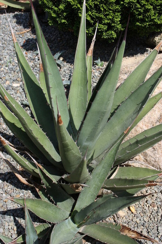 Image of Agave x glomeruliflora 'Chisos Affair' (havardiana x lechuguilla)|Juniper Level Botanic Gdn, NC|JLBG