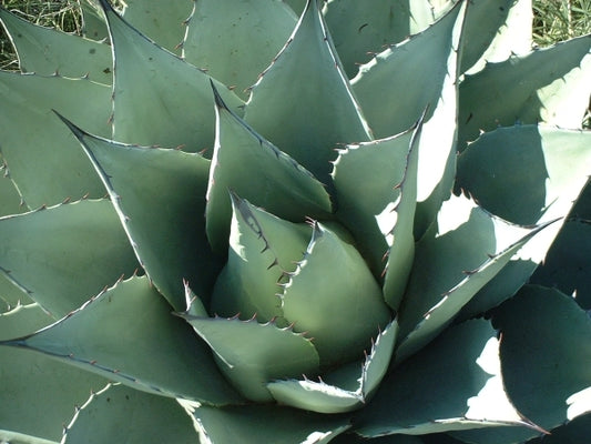 Image of Agave havardiana Davis Mts, TX coll. #IB278|in situ Davis Mtns, TX|I. Barclay