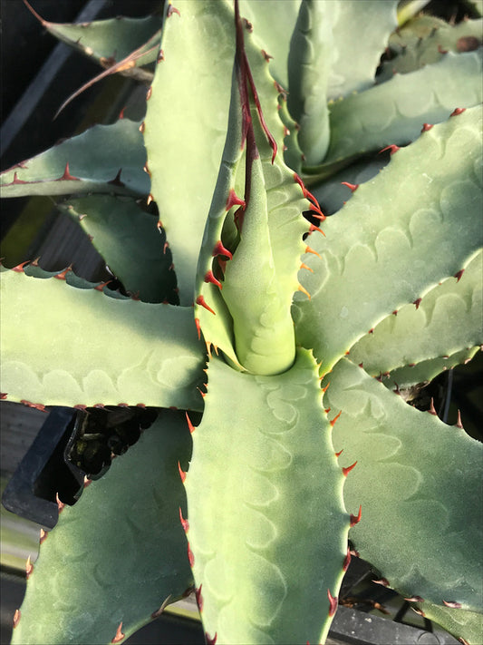 Image of Agave havardiana 'Glass Mountain'|Juniper Level Botanic Gdn, NC|Chris Hardison