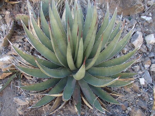 Image of Agave lechuguilla 'Franklin Mountain'||K. Seth