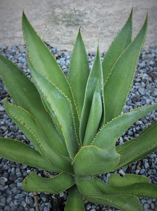 Image of Agave mitis 'General Zaragoza'||