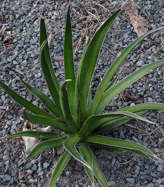 Image of Agave ocahui 'Wavy Gravy'||