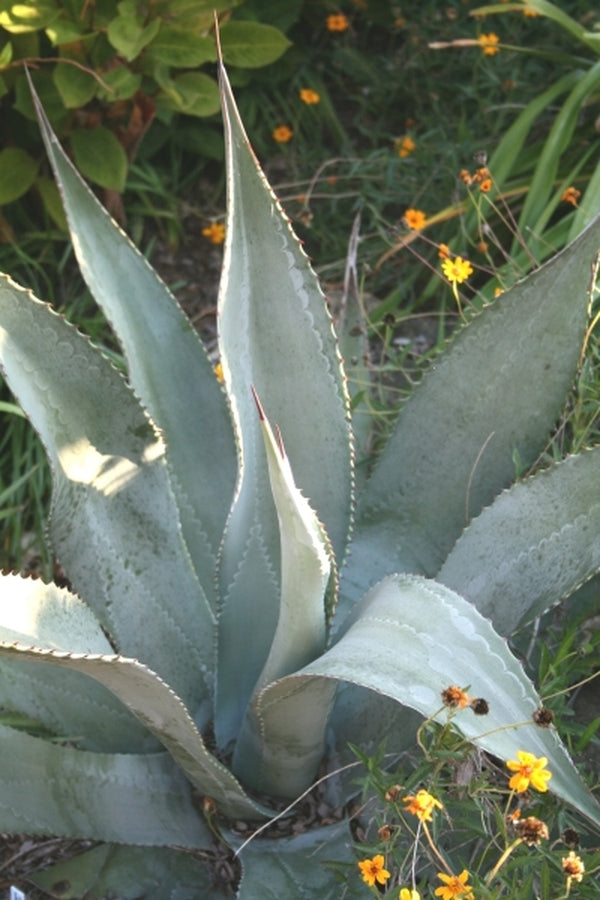 Image of Agave palmeri 'Cutty Shark'|Juniper Level Botanic Gdn, NC|JLBG