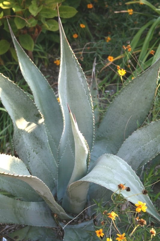 Image of Agave palmeri 'Cutty Shark'|Juniper Level Botanic Gdn, NC|JLBG