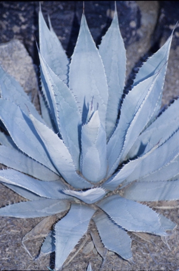 palmer's century plant Agave palmeri
