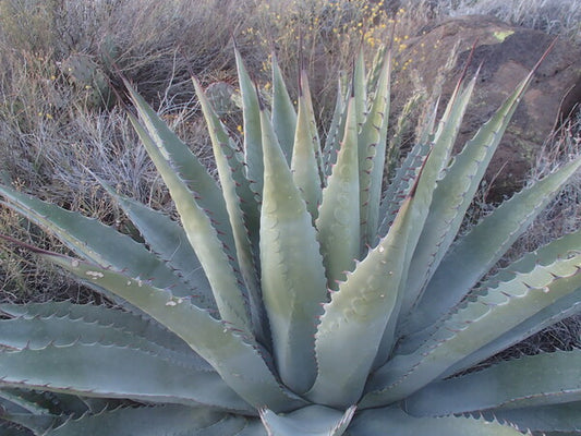Image of Agave x parryantha 'Mazatzal'|Mazatzal Mtn., AZ|K. Seth