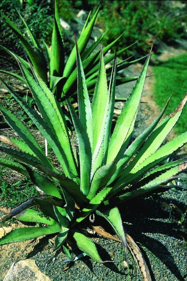 Image of Agave parryi ssp. couesiitaken at Juniper Level Botanic Gdn, NC by JLBG