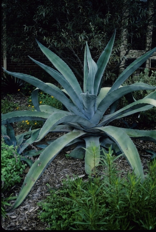 Image of Agave x protamericana 'Big Blue'|Juniper Level Botanic Gdn, NC|JLBG