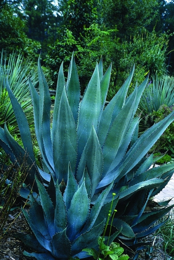Image of Agave x protamericana 'Blue Steel'|Juniper Level Botanic Gdn, NC|JLBG