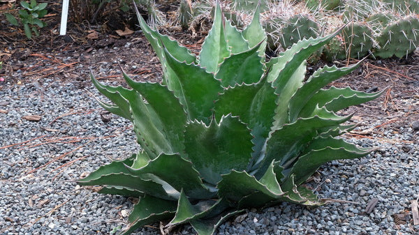 Image of Agave x protifolia 'Emerald Giants'taken at Juniper Level Botanic Gdn, NC by JLBG