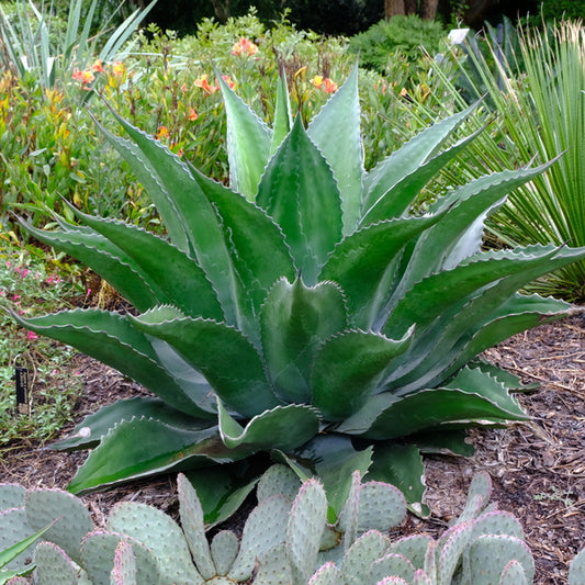 Image of Agave x protifolia 'Emerald Giants'taken at Juniper Level Botanic Gdn, NC by JLBG