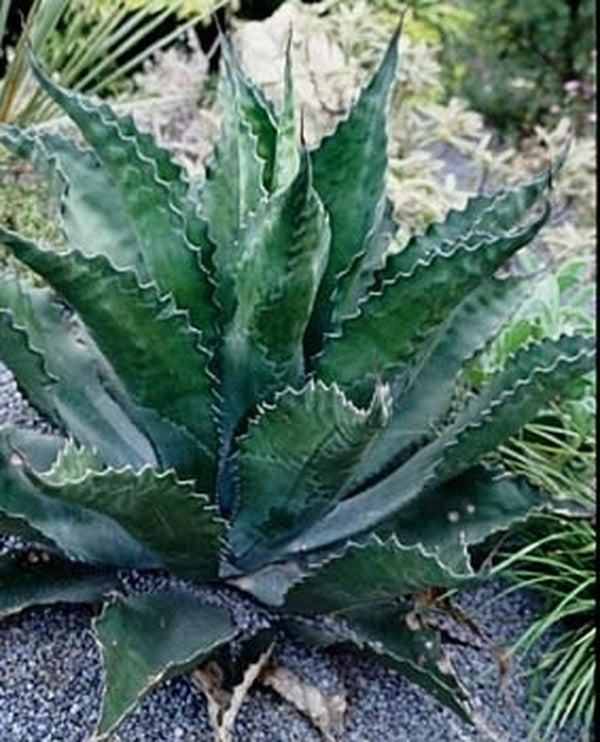 Image of Agave x pseudoferox 'Logan Calhoun'taken at Juniper Level Botanic Gdn, NC by JLBG