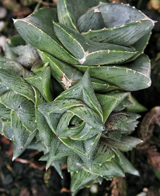 Image of Agave x pumila 'Clusterfest'|Juniper Level Botanic Gdn, NC|JLBG