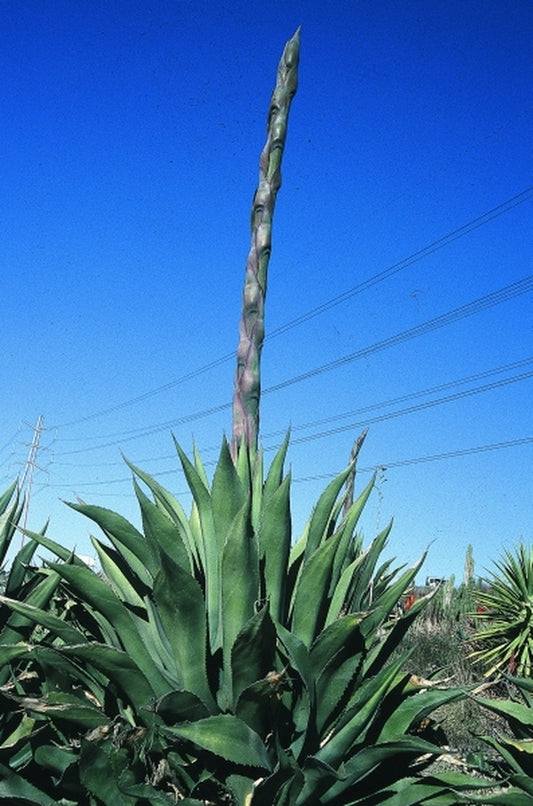 Image of Agave salmiana|Hammer Nursery, CA|