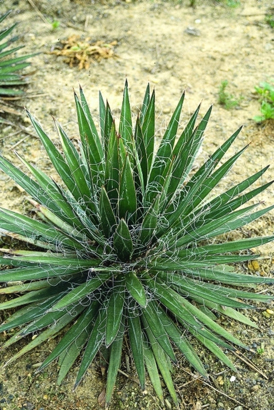 Image of Agave schidigera Copola, Sinaloa|Juniper Level Botanic Gdn, NC|JLBG