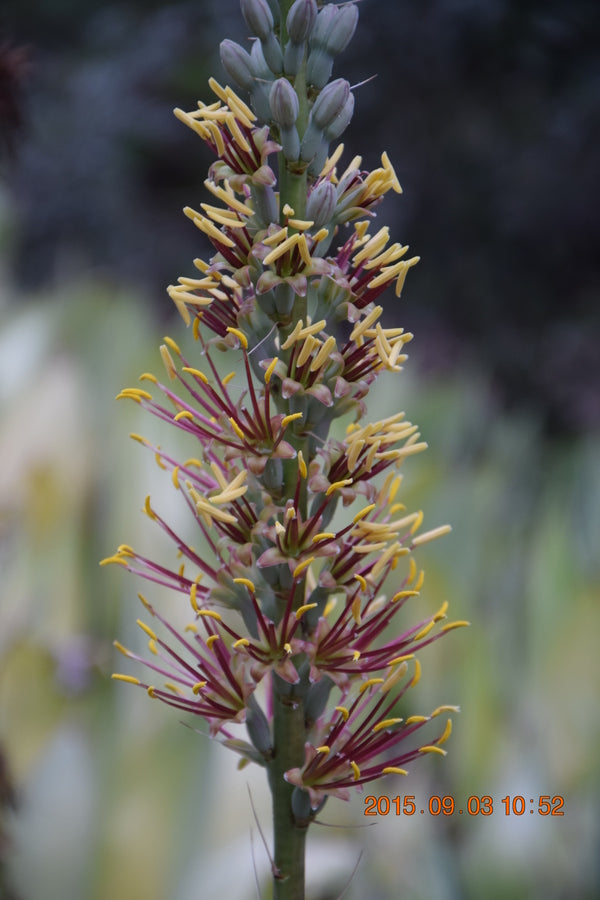 Image of Agave schottii Cochise Stronghold form||