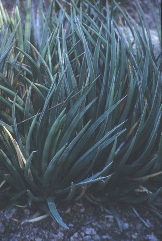 Image of Agave schottii var. treleasei|Desert Botanic Gdn, AZ|