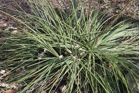 Image of Agave striata ssp. falcata||