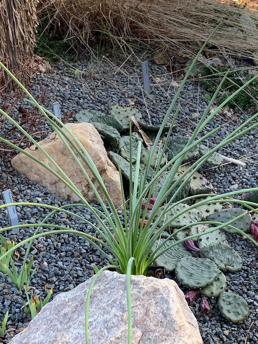 Image of Agave striata var. striata |Juniper Level Botanic Gdn, NC|C. Hardison