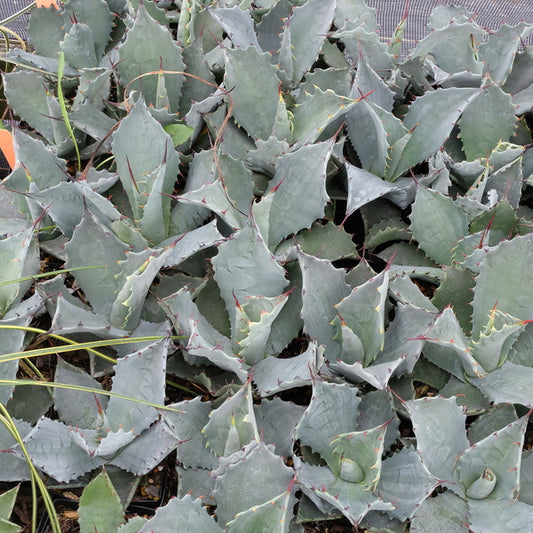 Image of Agave temacapulinensis|Juniper Level Botanic Gdn, NC|JLBG
