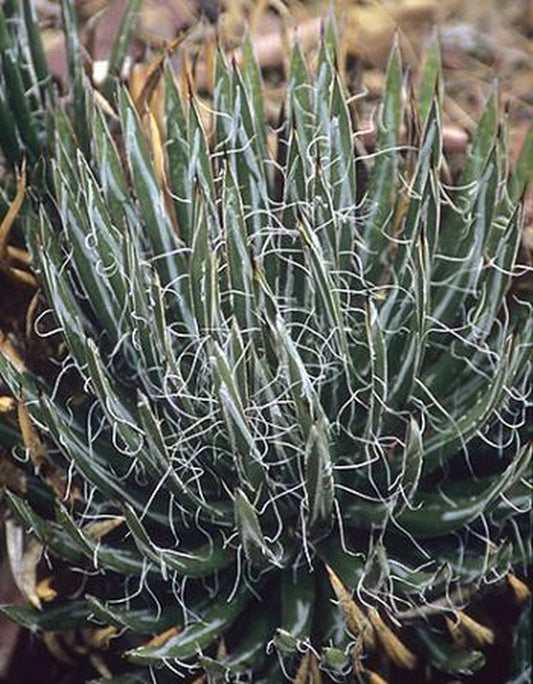 Image of Agave toumeyana ssp. bella 'Gila'|Barnhardt Trail, AZ|