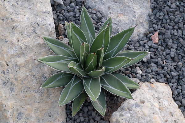 Image of Agave victoriae-reginae 'Bustamante'|Juniper Level Botanic Gdn, NC|JLBG